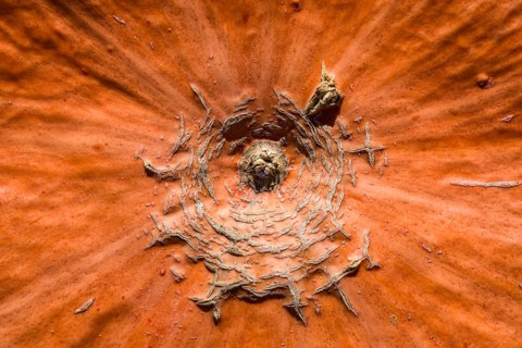 Detail of a pumpkin