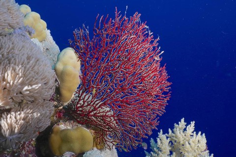 Red knot coral (Acabaria biserialis)