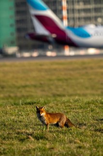 Red fox, Vulpes vulpes, on the grounds of Düsseldorf Airport, North Rhine-Westphalia, Germany