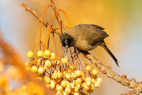 Gelbsteißbülbül, Yellow-vented Bulbul, White-eyed Bulbul, White-spectacled Bulbul, Pycnonotus
