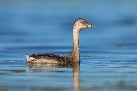 Hoary-headed Grebe (Poliocephalus poliocephalus) juvenile, Victoria, Australia