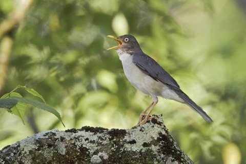 Plumbeous-backed Thrush (Turdus reevei), Ecuador