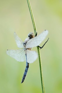 Black-tailed Skimmer (Orthetrum cancellatum), male with dewdrops, North Rhine-Westphalia, Germany