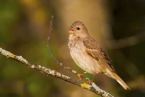 Common Rosefinch - Karmingimpel - Carpodacus erythrinus ssp. erythrinus, Germany, 1st S, male