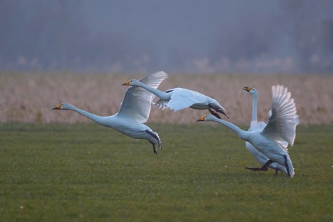 Whooper Swan (Cygnus cygnus) group taking flight, North Rhine-Westphalia, Germany