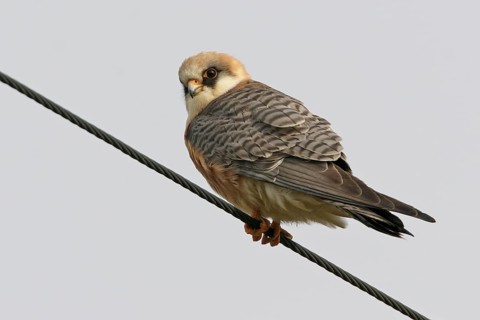 Red-footed Falcon (Falco vespertinus), Italy