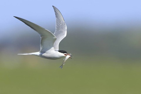 Common Tern (Sterna hirundo) flying, Texel, Netherlands