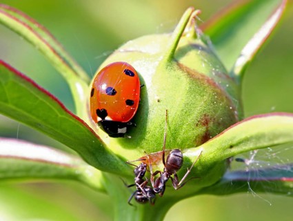 Seven-spot ladybirds and ants - a wildlife document, nothing arranged or manipulated