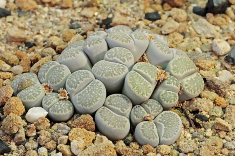 Living Stones (Lithops pseudotruncatella), native to Botswana, Namibia and South Africa/Lebende Steine (Lithops pseudotruncatella), Vorkommen in Botswana, Namibia und Südafrika