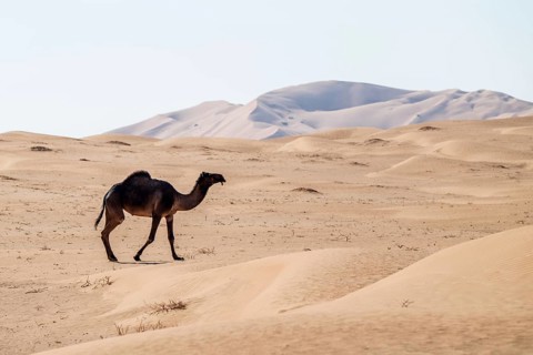 Dromedary (camel) in front of sand dunes in the Rhub al Khali desert, Empty Quarter, largest sand