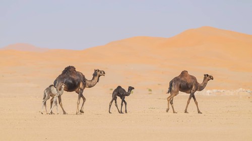 Dromedary (Camelus dromedarius), camels, in desert, Rhub al Khali, Empty Quarter, Emtpy Quarter,