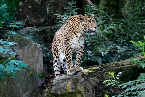Sri Lanka Leopard (Panthera pardus kotiya), adult, on rocks, alert, Sri Lanka