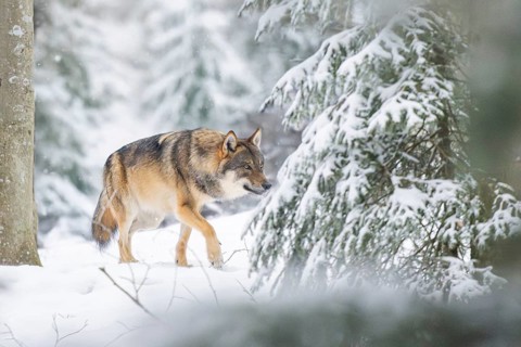 European gray wolf (Canis lupus lupus) walking in a forest in winter, snow, Bavaria, Germany