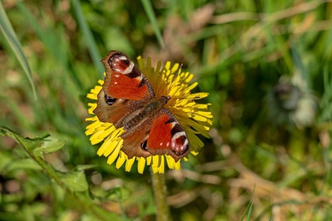 Peacock butterfly (Aglais io) on dandelion flower, Mallum, Eibergen, Gelderland, Netherlands