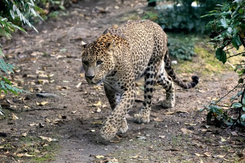 Sri Lanka Leopard (Panthera pardus kotiya), adult, stalking, running, alert, Sri Lanka