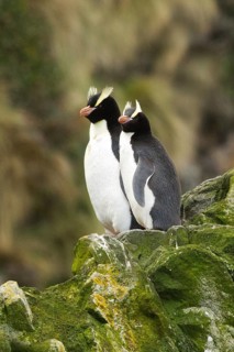 Erect-crested Penguin (Eudyptes sclateri), Antipodes Island, New Zealand
