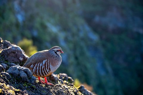 Red-legged partridge (Alectoris rufa), Madeira, Portugal