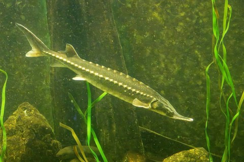 European sea sturgeon (Acipenser sturio) swimming underwater in a river, Bavaria, Germany