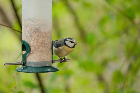 Blue tit (Cyanistes caeruleus) eating seeds from a feeder. seasonal bird feeding. Bad Salzschlirf,