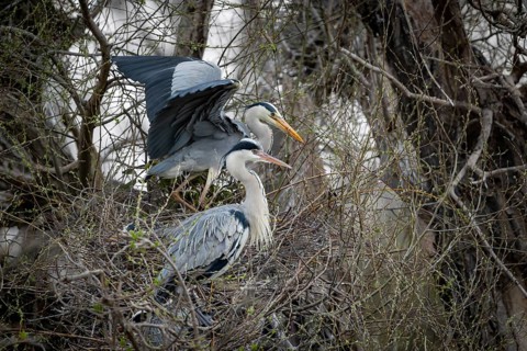 Grey heron (Ardea cinera), pair building a nest, Vienna, Austria