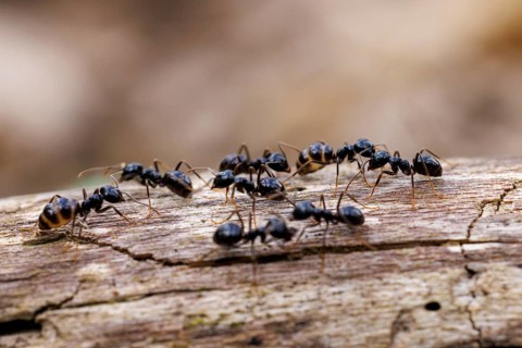 Black garden ants (Lasius niger), Germany