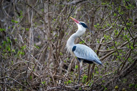 Grey heron (Ardea cinera), building a nest, Vienna, Austria