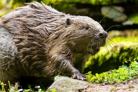 Eurasian beaver (Castor fiber) on the ground in the evening, Bavaria, Germany