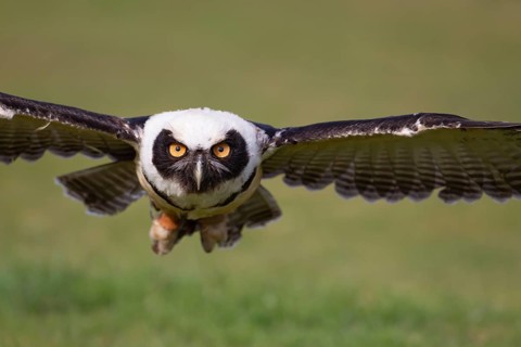 Spectacled owl (Pulsatrix perspicillata) adult bird flying over grassland, England, United Kingdom
