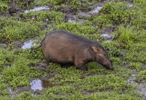 Giant forest hog (Hylochoerus meinertzhageni) in the Dzanga Bai forest clearing, Dzanga-Ndoki