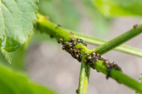 Macro photograph of a plant stem with aphids (Aphidoidea), Neunkirchen, Lower Austria, Austria
