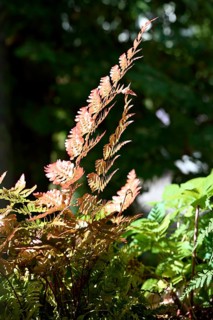 Red veil fern (Dryopteris erythrosora)