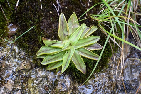 Alpine butterwort (Pinguicula alpina), a carnivorous plant, in the Weißbachschlucht, Chiemgau Alps,