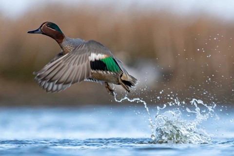 Eurasian Teal (Anas crecca) male taking flight, Schleswig-Holstein, Germany