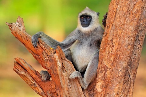 Common Langur, Semnopithecus entellus, monkey sitting on tree, nature habitat, Sri Lanka. Feeding