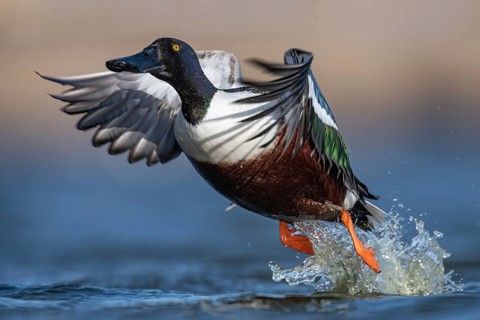 Northern Shoveler (Spatula clypeata) male taking flight, Schleswig-Holstein, Germany