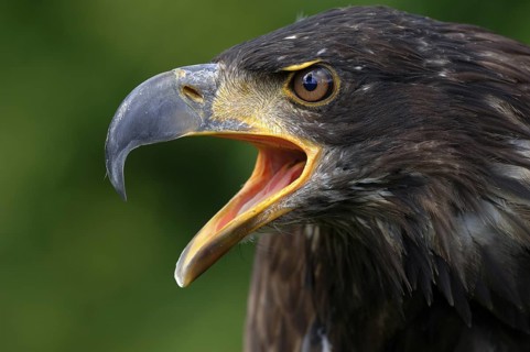 Bald Eagle (Haliaeetus leucocephalus) juvenile calling, North Rhine-Westphalia, Germany