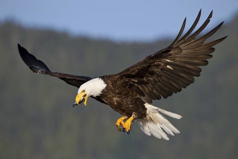 Bald Eagle (Haliaeetus leucocephalus) flying, British Columbia, Canada