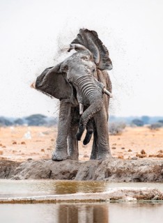 African elephant (Loxodonta africana), adult male, shaking with flapping ears, at the waterhole,