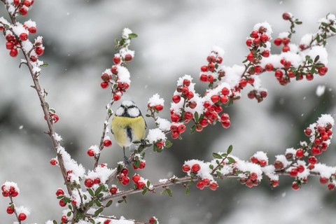 Blue tit (Parus caerulea), Emsland, Lower Saxony, Germany