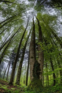 Fisheye perspective, trees, forest, light green leaves, beech forest, spring, Alpine foothills,