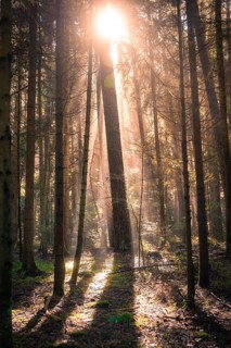 Sunbeams break through the canopy and illuminate a quiet forest, creating long shadows and a