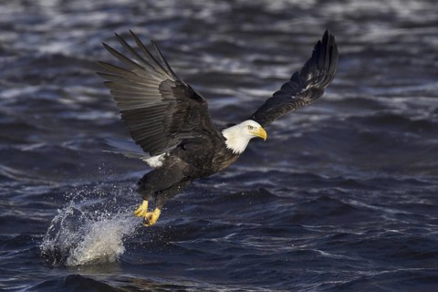 Bald Eagle (Haliaeetus leucocephalus) flying, Iowa, USA
