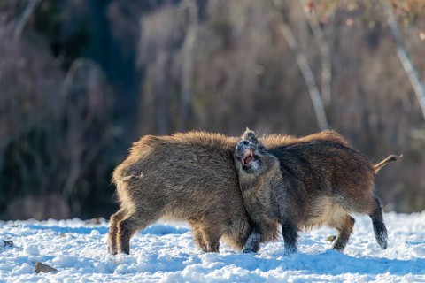 Two young wild boars (Sus scrofa) wrestle with each other in the backlight of the sun in a clearing