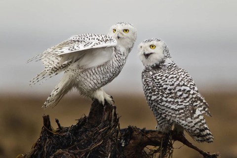 Snowy Owl (Bubo scandiacus) female, British Columbia, Canada