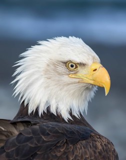 Bald Eagle (Haliaeetus leucocephalus), Alaska, USA