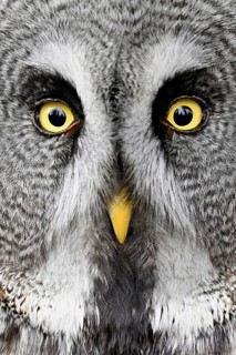 Great grey owl (Strix nebulosa), captive, Switzerland