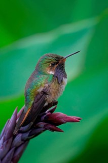 Male Volcano Hummingbird (Selasphorus flammula) on a flower, Costa Rica