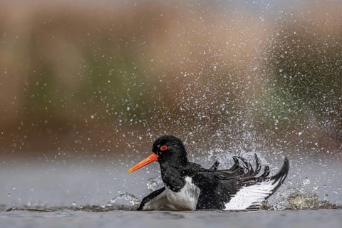 Eurasian Oystercatcher (Haematopus ostralegus) bathing, Schleswig-Holstein, Germany