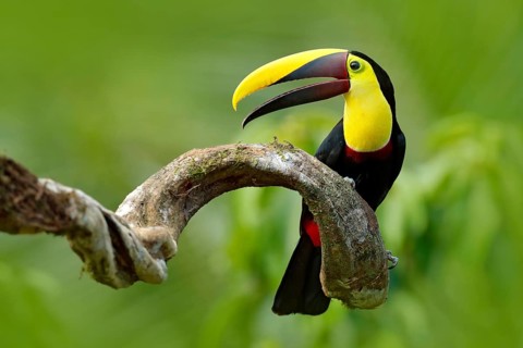 Bird with open bill. Big beak bird Chesnut-mandibled Toucan sitting on the branch in tropical rain