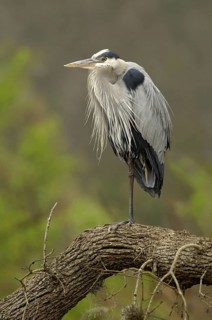 Great Blue Heron (Ardea herodias), Texas, USA